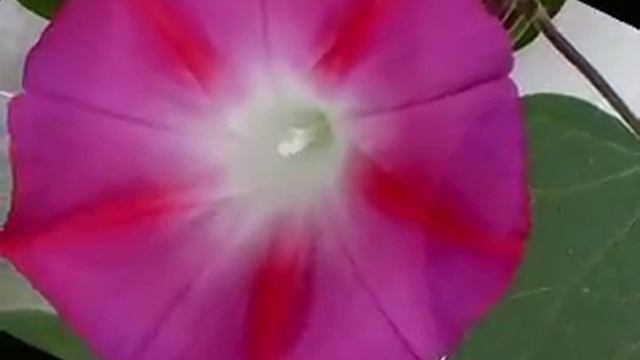 2 цветы Натали смотреть онлайн