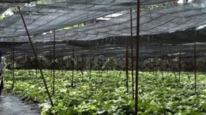 Как делают васаби | How to make Wasabi  |  mù tạt