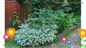 Сныть пестролистная Вариегата. Краткий обзор, описание характеристик aegosporum podagraria Variegat