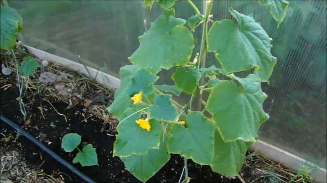 ОГУРЦЫ ПОСЛЕ РЕАНИМАЦИИ смотреть онлайн