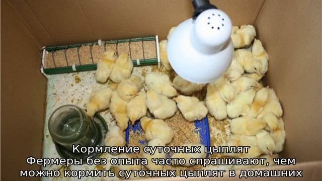 Кормление цыплят в первые дни жизни в домашних условиях