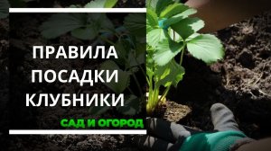 Правила посадки клубники