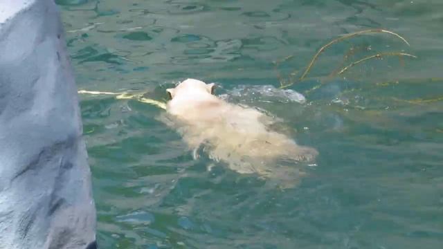 Подводное плавание и игры 22.05.16 смотреть онлайн