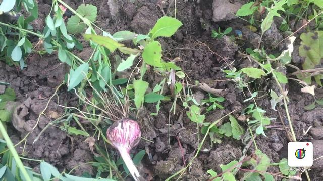 Когда убирать урожай чеснока ? смотреть онлайн