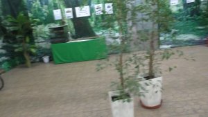 Выставка бабочек, Ручные бабочки, Много разных видов бабочек, бабочки вылупляются из коконов