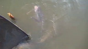 Рыбалка в Колпашево