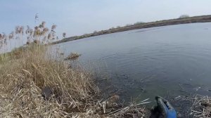 Рыбалка на крупного сазана и карася с рогаткой.Slingshot fishing