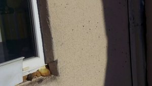 Где спят летучие мыши?