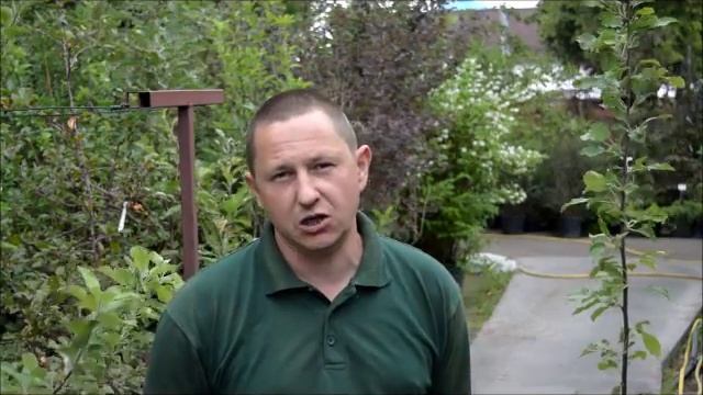 Плодовые деревья - выбор саженцев, посадка, уход