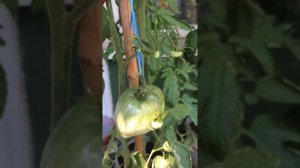 Томат Чёрный Кот Ф1