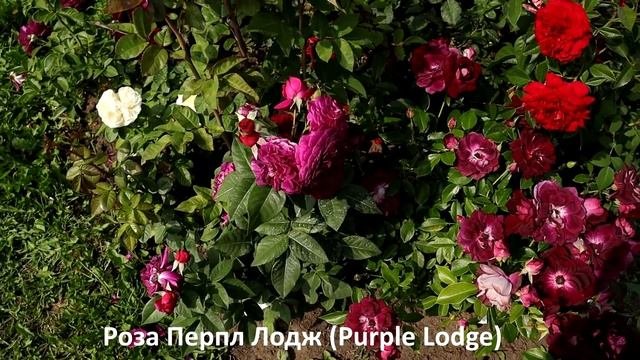 Успехи 6 кустовых роз-первогодок. Основные правила посадки, для пышного и обильного цветения!