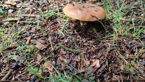 Грибной день, грибной дождь и солнце. Погода меняется - тихая охота начинается.