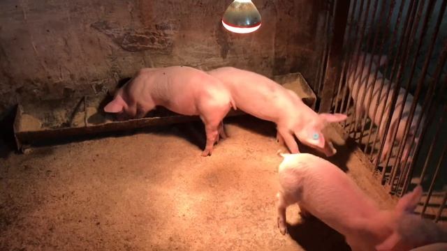 ??Що ТВОРИТЬСЯ?Ціни НА Живу Вагу, Сало, мясо, Бройлера смотреть онлайн