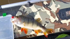 ПОЕХАЛИ ЗА ЩУКОЙ 16+ НА ЛОДКЕ МИШИМО 370 ПРО