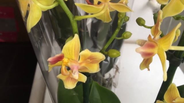 Завоз сортовых орхидей в Экофлору 10 декабря 2019г. Бабочка Дикий Кот.. В Омск прилетели бабочки))) смотреть онлайн