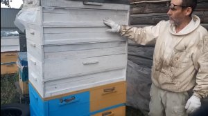 Лучший кассетный лежак даёт 130кг раннего мёда.mp4