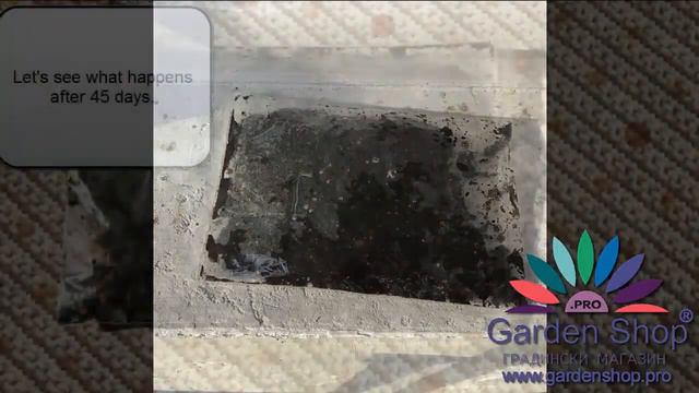 How to plant magnolia seeds in Zhuhai смотреть онлайн