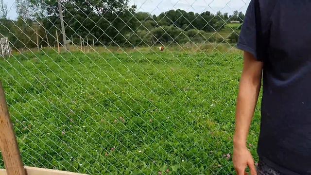 ПЕРВЫЕ ПОТЕРИ/ОТКРЫЛ ИП/МОЁ ХОЗЯЙСТВО НА СЕГОДНЯШНИЙ ДЕНЬ.... смотреть онлайн