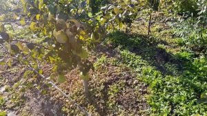 Груша Директор Альфан.