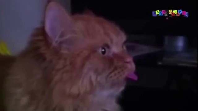 Смешные коты и кошки - видеоприколы с кошками.