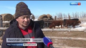 27 быков калмыцкой породы завезли в Забайкалье из Ставрополья: Как прижился скот?