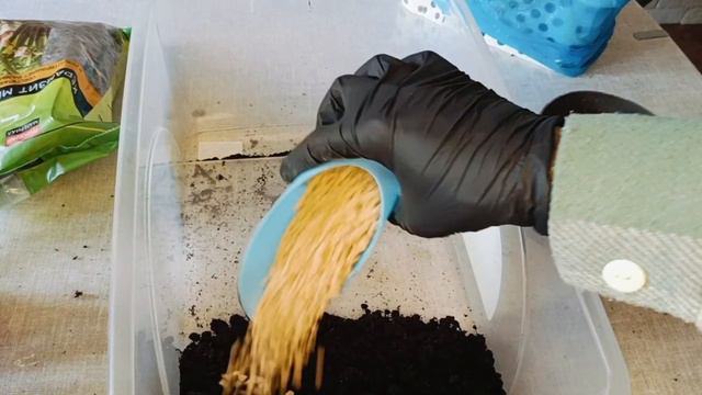 Пересадка фикуса Микрокарпа Гинсенг смотреть онлайн