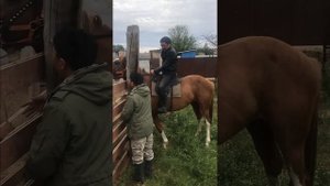 Обучил пятилетнего жеребца.Калмыкия смелый парень зовут Бадма ?
