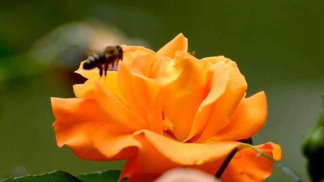 ЦВЕТЫ Нереально КРАСИВО распускаются РОЗЫ смотреть онлайн