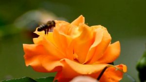 ЦВЕТЫ Нереально КРАСИВО распускаются РОЗЫ