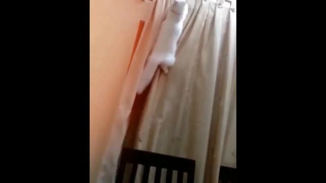 #Коты на Шторах?Котики и жалюзи?Коты помогут снять шторы?Приколы с котами #36 смотреть онлайн