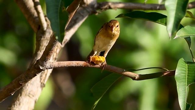 лечебная музыка для сердца и сосудов, Нежная музыка, успокаивает нервную систему и радует душу смотреть онлайн