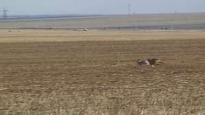 Greyhound hunting. Красный Маныч