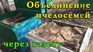 Объединение пчелосемей через газету. Весенний осмотр пчёл