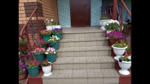 Супер подкормка для ампельной петунии для пышного цветения / чем подкормить петунию для роста?