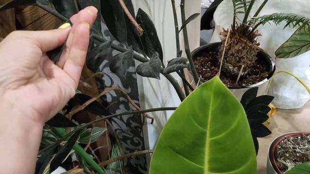 новости с цветочных полок.обзор растений?промежуточный результат борьбы с ?️?️тотем для филодендрон смотреть онлайн