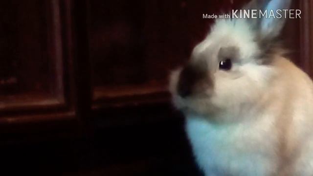 Новый питомец ? Кого спас Даня ? смотреть онлайн