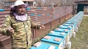 Итоги Зимовки плюсы Изоляции Маток#пчеловодство#пасека#пчёлы#изоляцияматок#малыхин#миленин#весна202