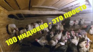 Как я 100 индюков первый раз"поднимал" // Индюки - разведение