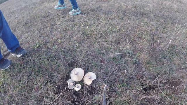 Грибы на Караби, грибы Крыма, сборы 12.11.2023