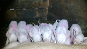 Поросятам 10 дней, ответ на вопросы.