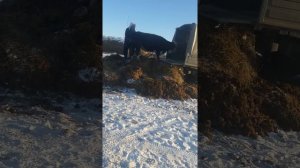 Грузим скот