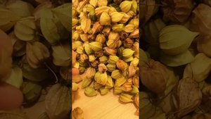 Сбор дикого сладкого фезалиса