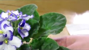 Опыление фиалки. Начало селекции.