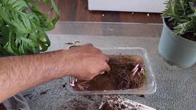 How to Grow Bare Root Echinacea (Purple Cone Flowers)// Perennial Container Balcony Garden смотреть онлайн