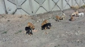 Опухоль на молочной железе у собаки .