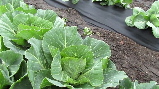 Три обработки ранней капусты в период вегетации. смотреть онлайн