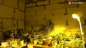 КАК РЕАНИМИРОВАТЬ КОМНАТНЫЕ ЦВЕТЫ