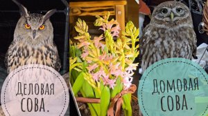 Забрали мои заказики из WB, хвастаюсь перед сычом Лучиком. Сова Ёль попросила разогреть ей ужин