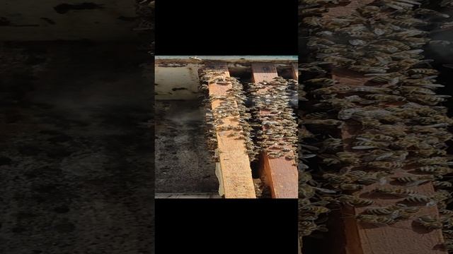 VID_20230225_130717.mp4