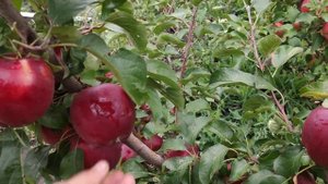 Яблоня Моди   persikovod.com